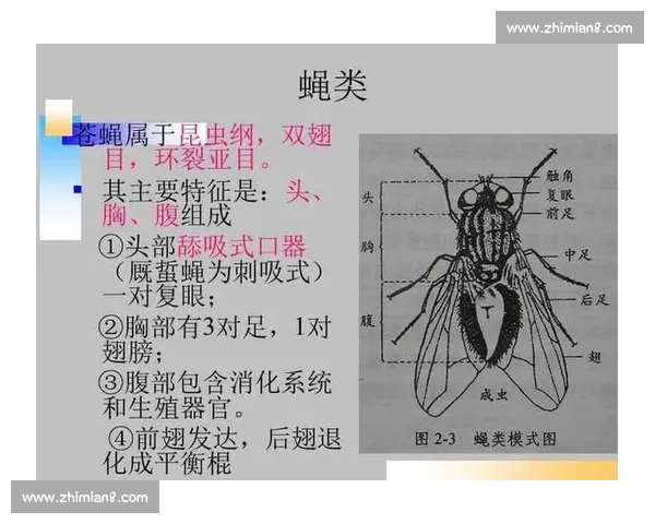 提升日常反应速度的科学方法与实用训练技巧全解析